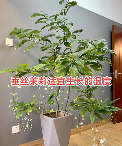 小众送妈妈的花有哪些花