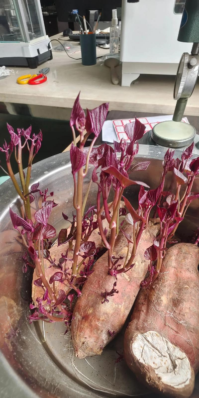 小众送妈妈的花有哪些花