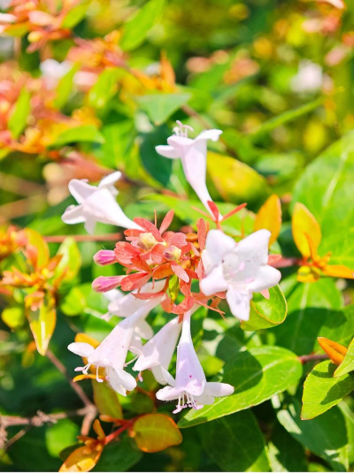 小众送妈妈的花有哪些花