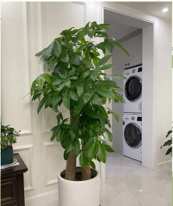 小众送妈妈的花有哪些花