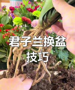 小众送妈妈的花有哪些花
