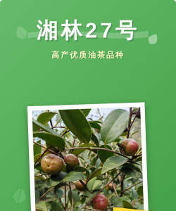 高产油茶品种