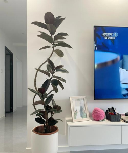 小众送妈妈的花有哪些花