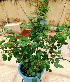 小众送妈妈的花有哪些花