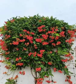 小众送妈妈的花有哪些花