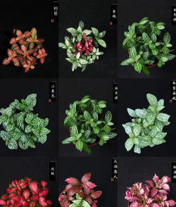 小众送妈妈的花有哪些花