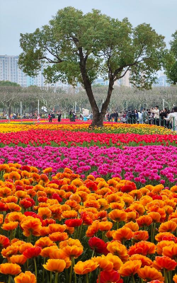 小众送妈妈的花有哪些花