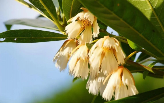 小众送妈妈的花有哪些花