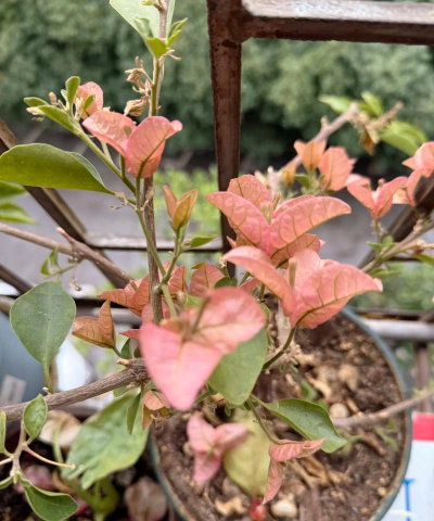 小众送妈妈的花有哪些花