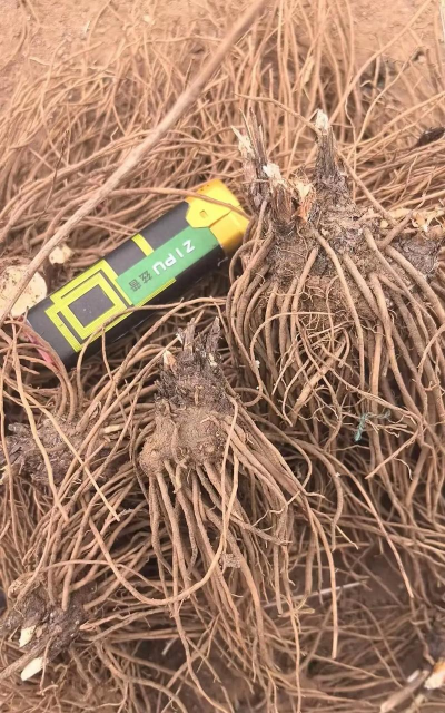 苍术多少钱一斤