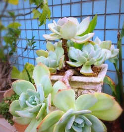 小众送妈妈的花有哪些花