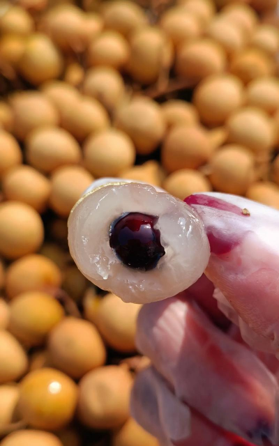 小众送妈妈的花有哪些花