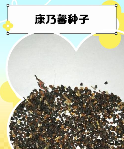 小众送妈妈的花有哪些花