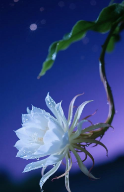 小众送妈妈的花有哪些花