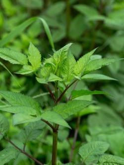 小众送妈妈的花有哪些花