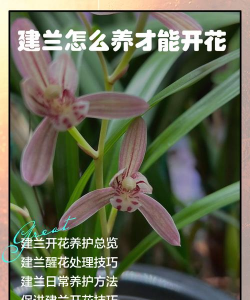 小众送妈妈的花有哪些花