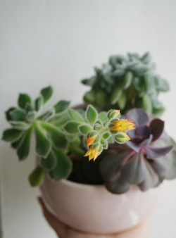 小众送妈妈的花有哪些花