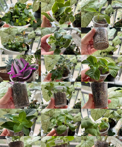 小众送妈妈的花有哪些花