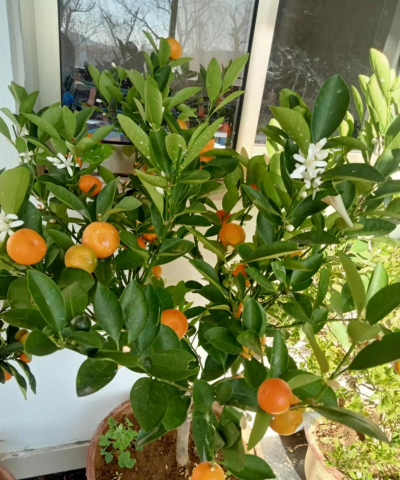 这“2种”果子，特受欢迎，养一盆在家，明年“金果子”挂满枝