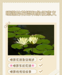 睡莲花语是什么，送睡莲代表什么意思