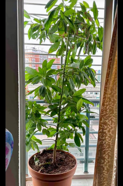 小众送妈妈的花有哪些花