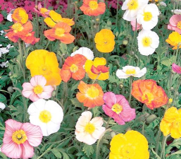 小众送妈妈的花有哪些花