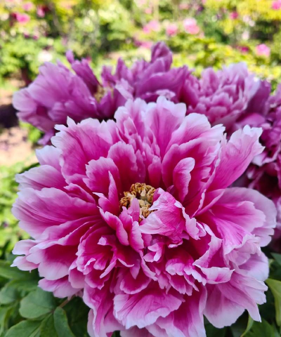 小众送妈妈的花有哪些花