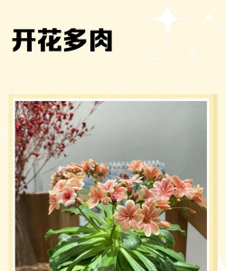 小众送妈妈的花有哪些花