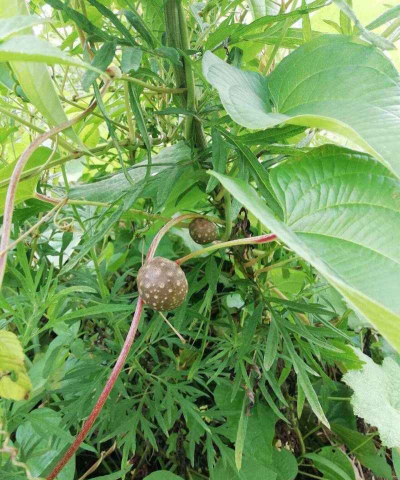 黄药子怎么种植