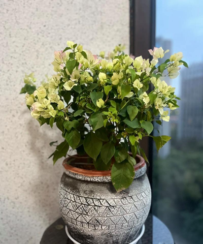 小众送妈妈的花有哪些花