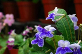 小众送妈妈的花有哪些花