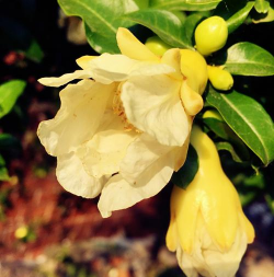 小众送妈妈的花有哪些花