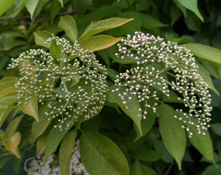 小众送妈妈的花有哪些花