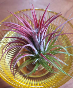 小众送妈妈的花有哪些花