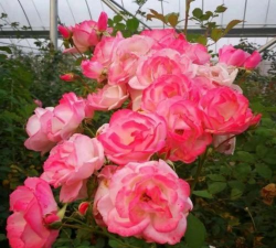 小众送妈妈的花有哪些花