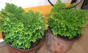 小众送妈妈的花有哪些花