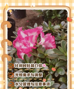 小众送妈妈的花有哪些花