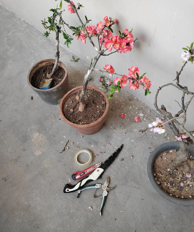 小众送妈妈的花有哪些花