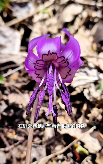 小众送妈妈的花有哪些花