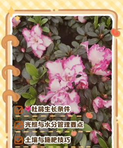 小众送妈妈的花有哪些花