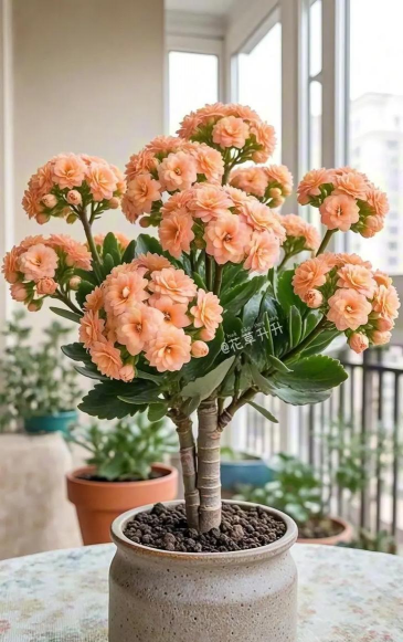 有哪些花能长寿