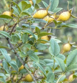 小众送妈妈的花有哪些花