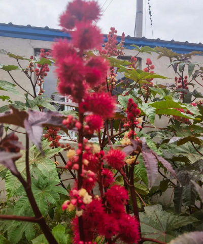 小众送妈妈的花有哪些花