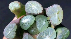 小众送妈妈的花有哪些花