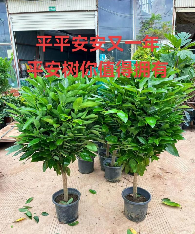 平安树卖多少钱一棵