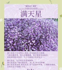 小众送妈妈的花有哪些花