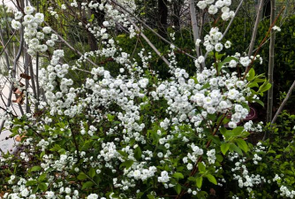 小众送妈妈的花有哪些花