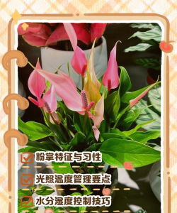 小众送妈妈的花有哪些花