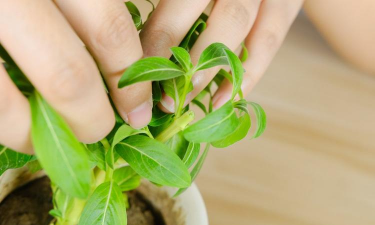 小众送妈妈的花有哪些花