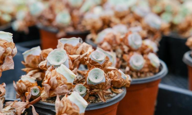 小众送妈妈的花有哪些花